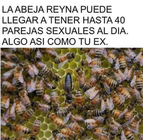 Esta abeja es como tu ex