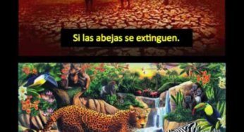 Si las abejas se extinguen