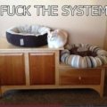 El gato que va contra el sistema