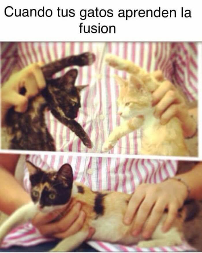 Cuando tus gatos aprenden la fusion