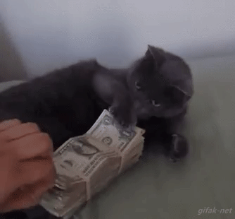 El gato que ama el dinero