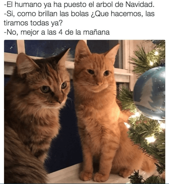 Los planes navideños de tus gatos