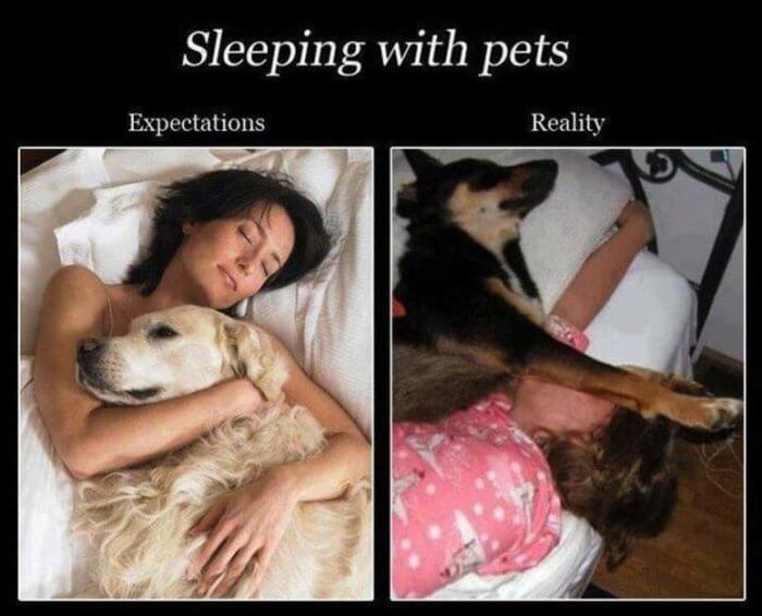 Durmiendo con mascotas