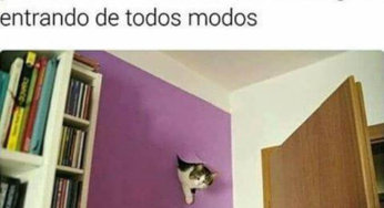 La autoridad de los gatos