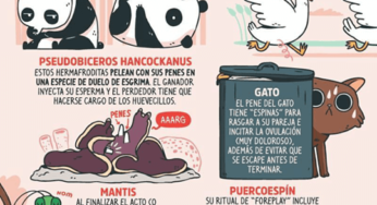Las peores historias de amor del reino animal