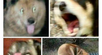 Cuando el perro escucha un timbre en una película