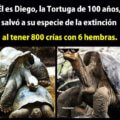 Diego la tortuga