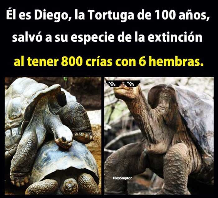 Diego la tortuga