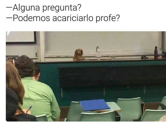 El perro profesor