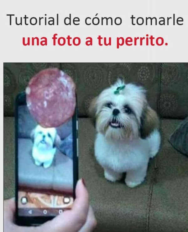 Como tomar una foto a un perrito