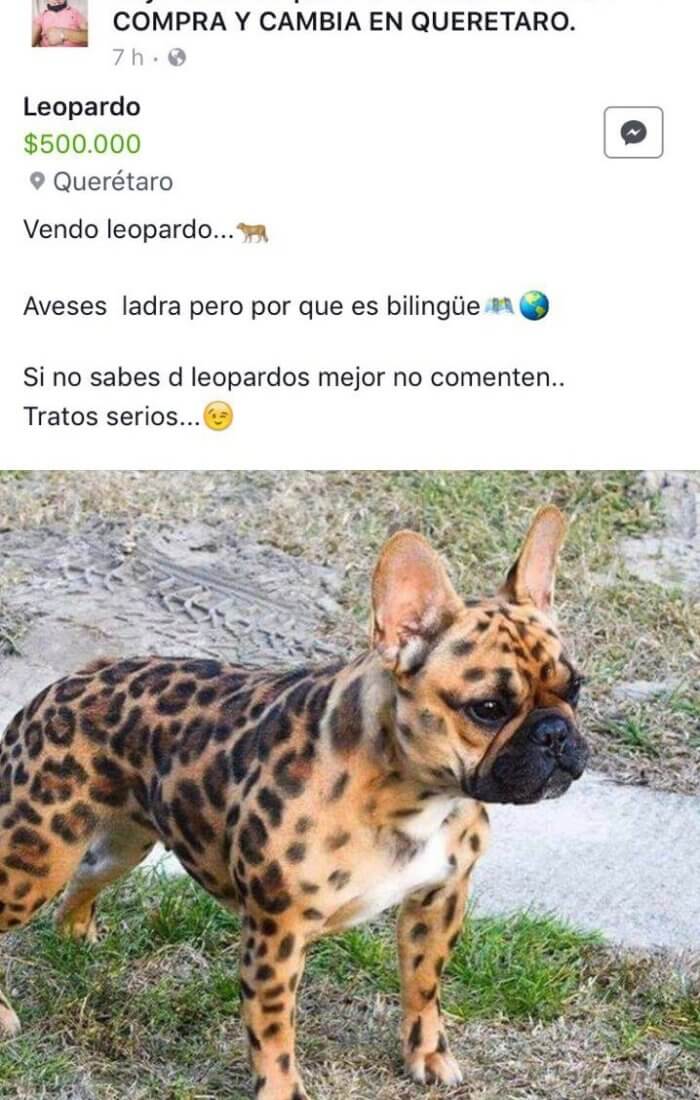 Se vende leopardo
