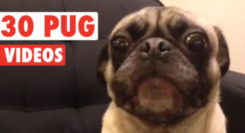 30 increibles pug