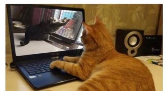 Cuando el gato se queda solo en casa