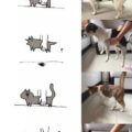 Perros vs Gatos en anatomia