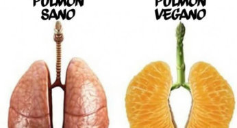 Pulmón sano vs pulmón vegano