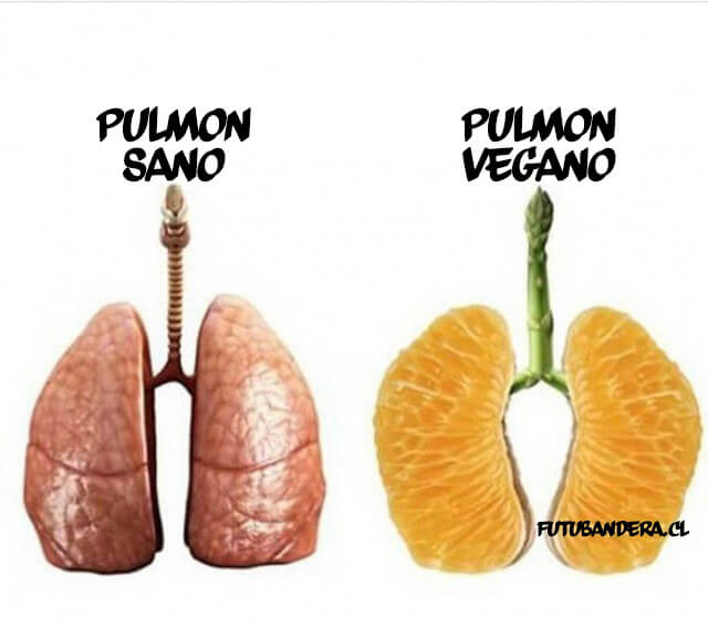 Pulmon sano vs pulmon vegano