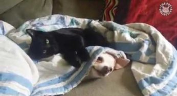 Gatos gangster