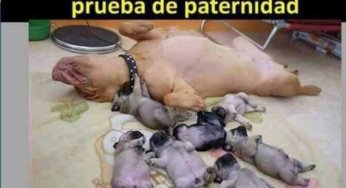 Cuando no necesitas pruebas de paternidad
