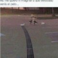 La velocidad del pato