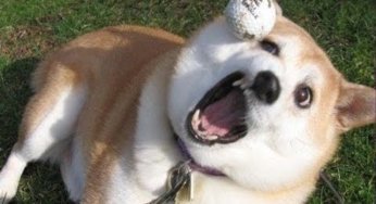 Los juegos de los perros son complejos