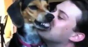 Perros reaccionando a besos