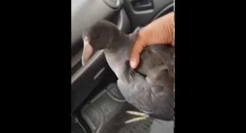 Que clase de animal es este