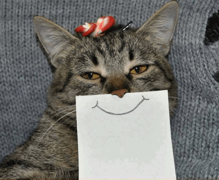 Como hacer feliz a tu gato