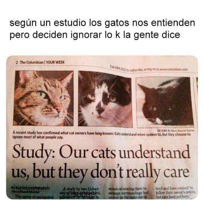 Segun un estudio los gatos nos entienden+