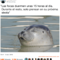 Las focas duermen cerca de 15 horas