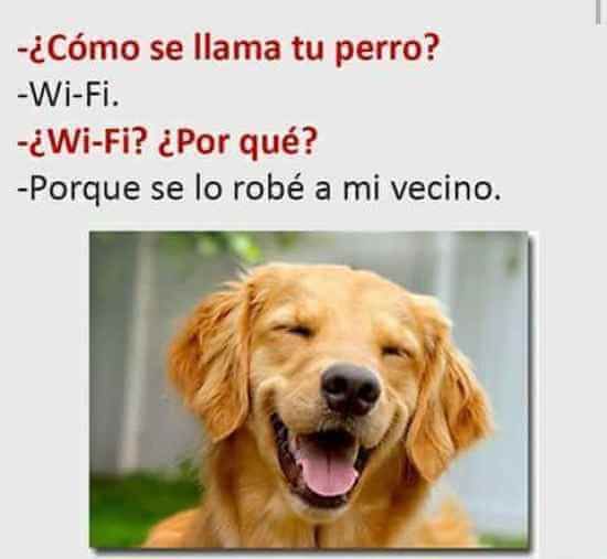 Mi perro se llama Wi-Fi