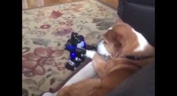 Perro vs robot
