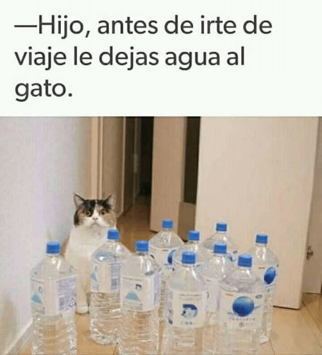 Antes de salir le dejas agua al gato