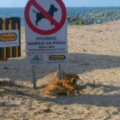 Prohibido animales en la playa