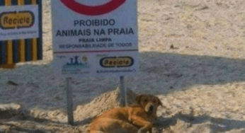 Prohibidos animales en la playa