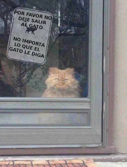 Por favor no deje salir al gato