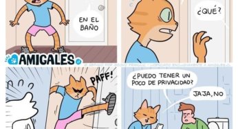 Privacidad cuando tienes un gato