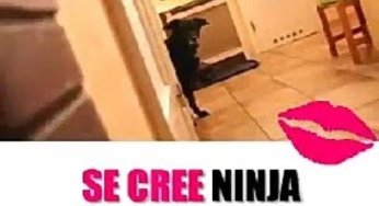 Cuando tu perro se cree ninja