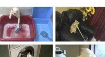 Hago todo el trabajo de esta casa