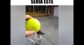 Si fuera un perro