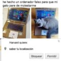 Un ordenador falso para el gato