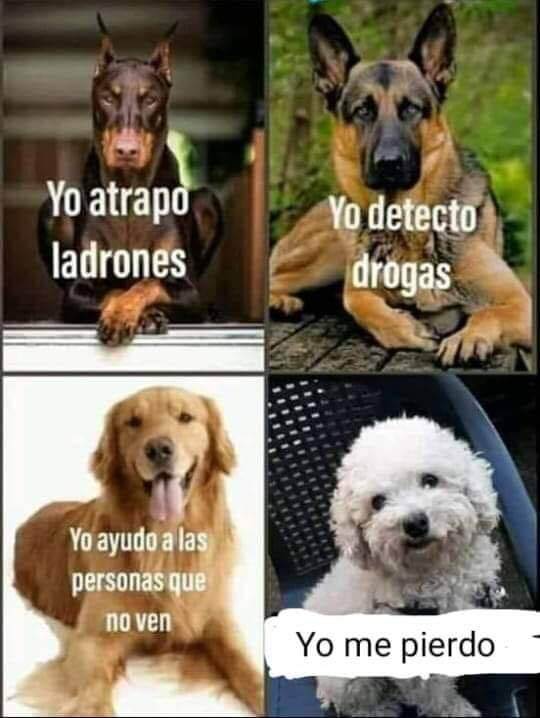 Diferentes tipos de perros