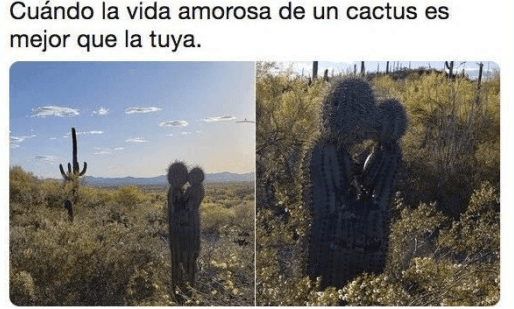 Cuando la vida amorosa de un cactus