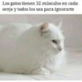 Los gatos tienen 32 musculos